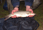 barbel3lbplantation.gif