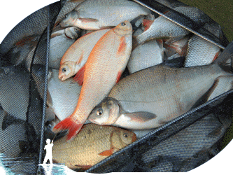 bigbagnoncarp250d.gif