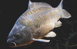 mirrorcarp.jpg